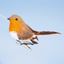 Premier-Robin-On-Clip