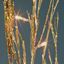 Premier-Branch-with-Silver-Glitter-And-80-Clear-Light