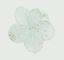 Premier-Hibiscus-Flower