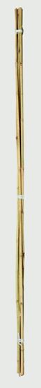 Ambassador-Bamboo-Canes
