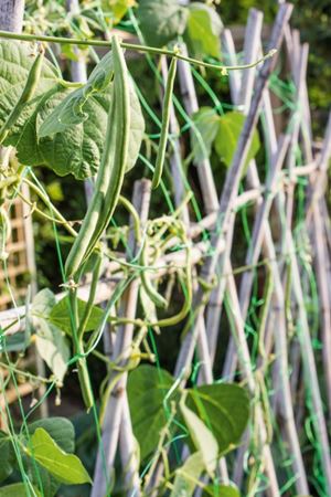 Picture for category Pea and Bean Netting