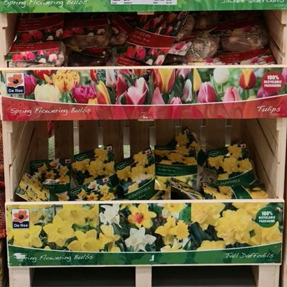 De-Ree-UK-Spring-Flowering-Daffodil--Tulip-Crate
