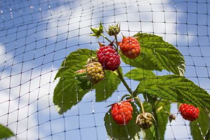 Ambassador-Black-Fruit-Cage-Net