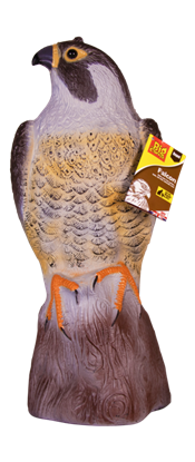 The-Big-Cheese-Falcon