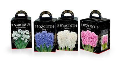 Deree-Hyacinth--Paper-White-Gift-Kits