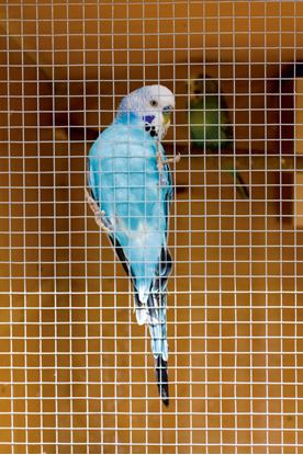 Ambassador-Cage--Aviary-Welded-Panel