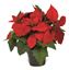 Premier-Potted-Poinsettia