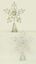 Premier-Tree-Top-Star