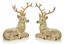 Premier-Sitting-Deer
