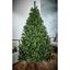 Premier-Geneva-Pine-Tree