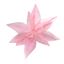 Premier-Pink-Sheer-Poinsettia-With-Feather