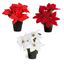 Premier-Poinsettia