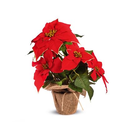 Premier-Red-Poinsettia-With-Gold-Trim