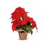 Premier-Red-Poinsettia-With-Gold-Trim