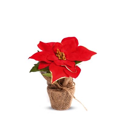 Premier-Red-Poinsettia-With-Gold-Trim