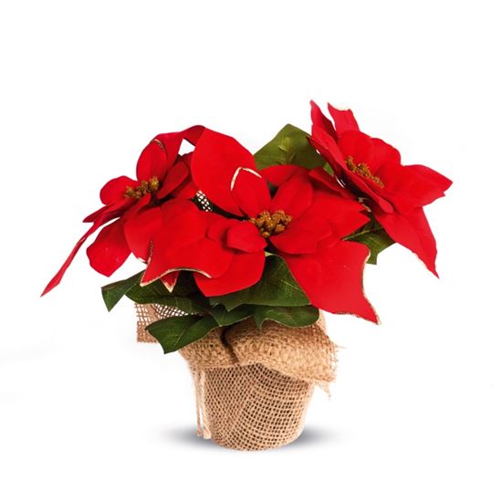 Premier-Red-Poinsettia-With-Gold-Trim