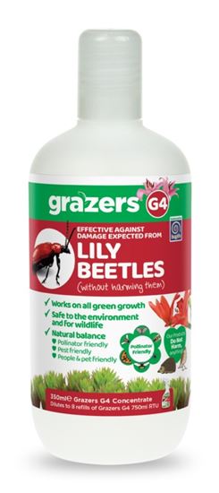 grazers-g4-lily-beetles