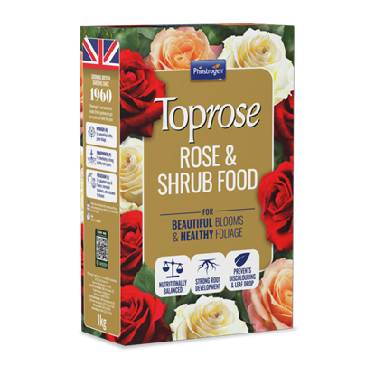 toprose-rose--shrub-feed
