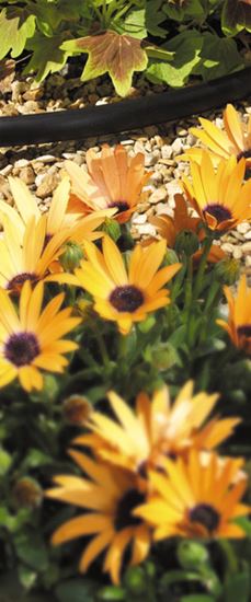 hozelock-supply-hose