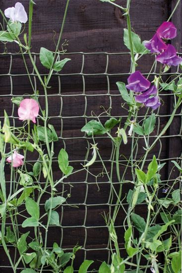 ambassador-climbing-plant-support-green