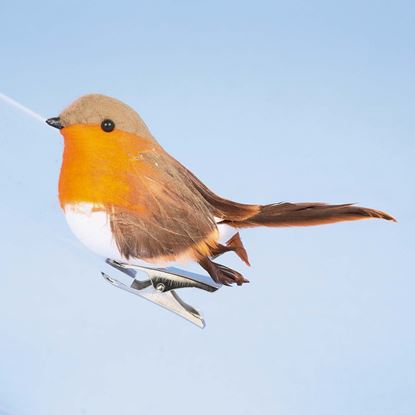 premier-robin-on-clip