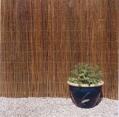 ambassador-willow-screening