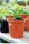 stewart-flower-pot-terracotta