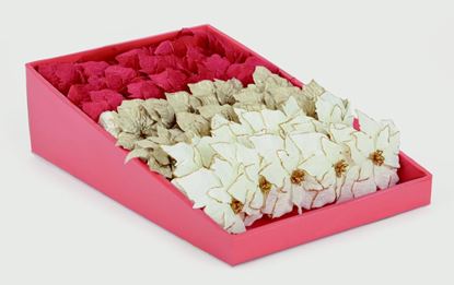 premier-poinsettia-clip