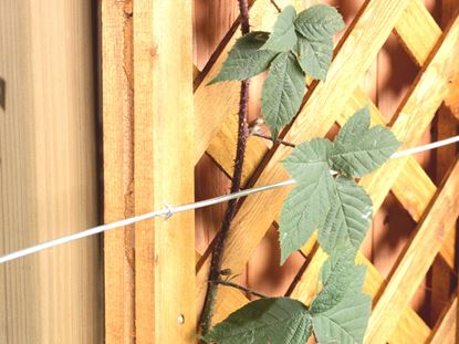 ambassador-galvanised-wire