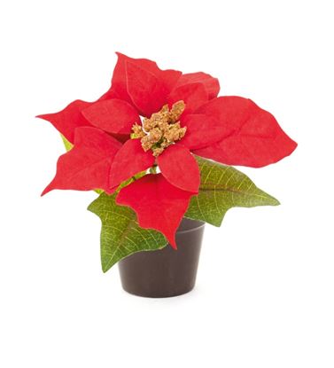 premier-poinsettia-in-pot