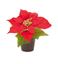premier-poinsettia-in-pot