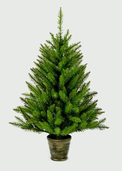 premier-california-spruce-in-pot