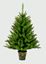 premier-california-spruce-in-pot