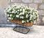 ambassador-cradle-planter--with-coco-liner