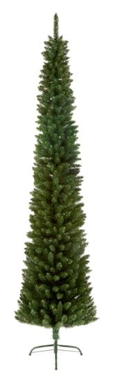 premier-green-pencil-pine