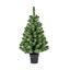 premier-woodcote-spruce-in-pot