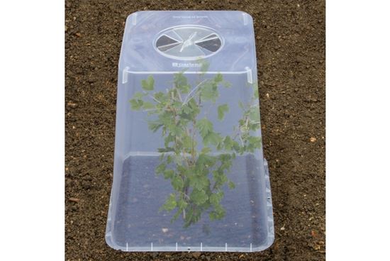 garland-square-cloche-cover