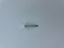 securfix-stainless-steel-plastic-headed-nail-white-40mm