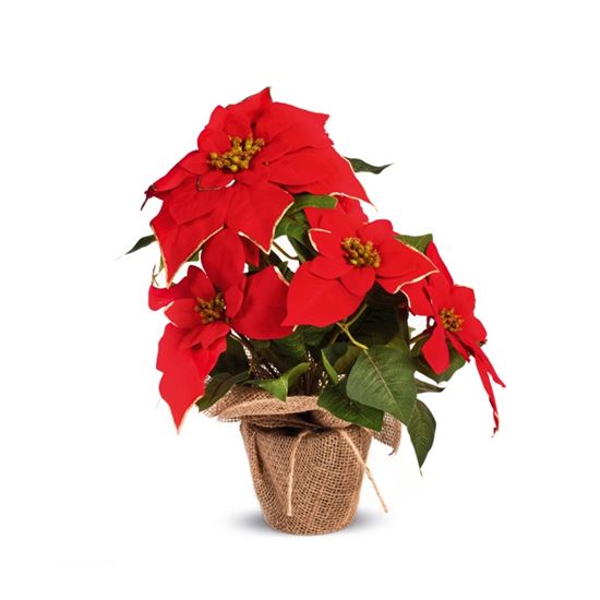 premier-red-poinsettia-with-gold-trim