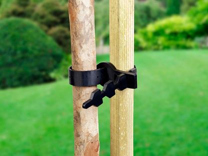 ambassador-tree-tie