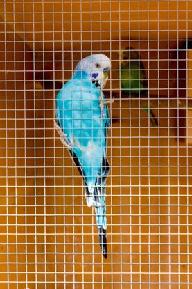 ambassador-cage--aviary-welded-panel