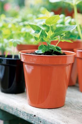 stewart-flower-pot-terracotta