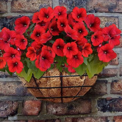 ambassador-wire-wall-basket
