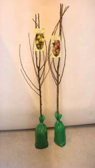 deree-fruit-tree