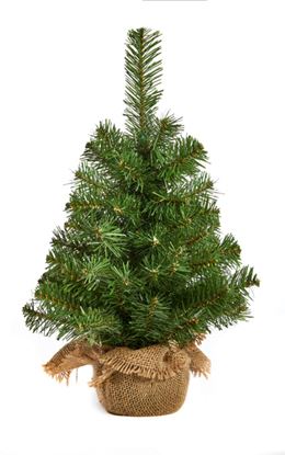 premier-burlap-tree