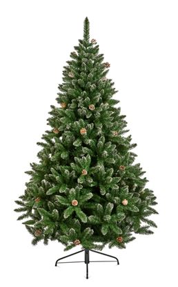 premier-rocky-mountain-pine-snow-tip-cone