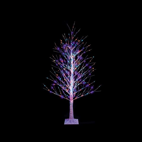 premier-15m-birch-tree-rainbow